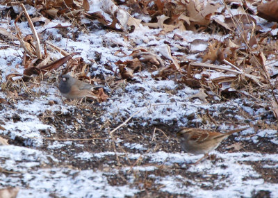 Possible Pink-sided Dark-eyed Junco