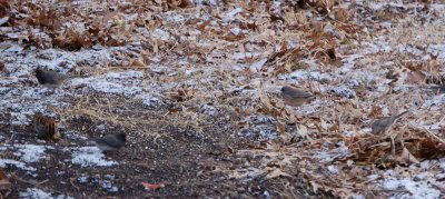 Possible Pink-sided Dark-eyed Junco