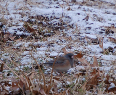 Possible Pink-sided Junco