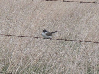 Fork-tailed Flycatcher