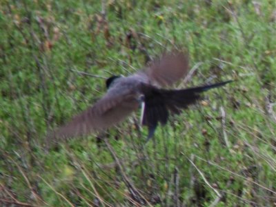 Fork-tailed Flycatcher