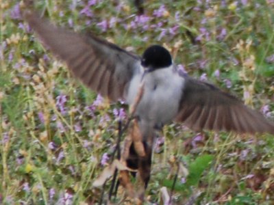 Fork-tailed Flycatcher