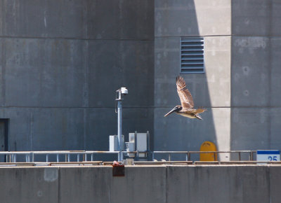 8th Missouri Brown Pelican Record