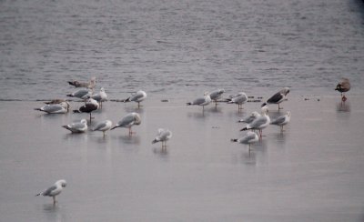 Missouri Lesser Black-backed Gulls