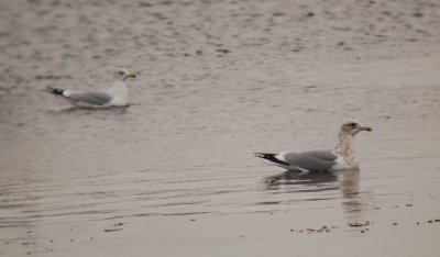 Thayers Gull (third-cycle)