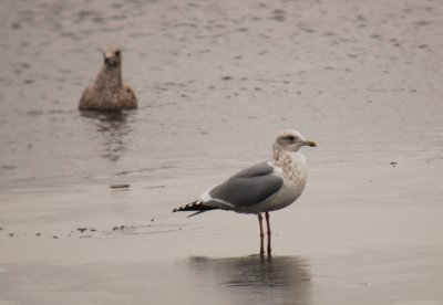 Thayer's Gull (third-cycle)