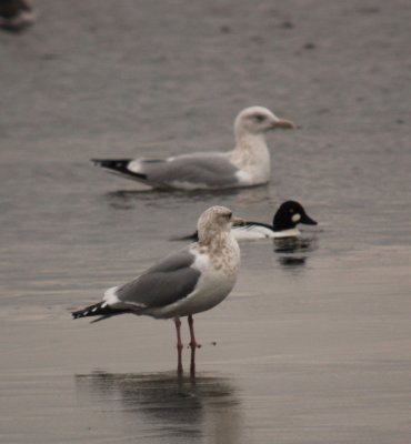 Thayer's Gull (third-cycle)