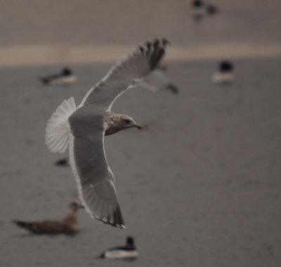 Thayer's Gull (third-cycle)