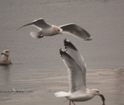 Thayer's Gull (third-cycle)