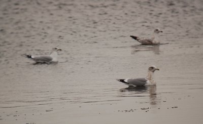 Thayer's Gull (third-cycle)