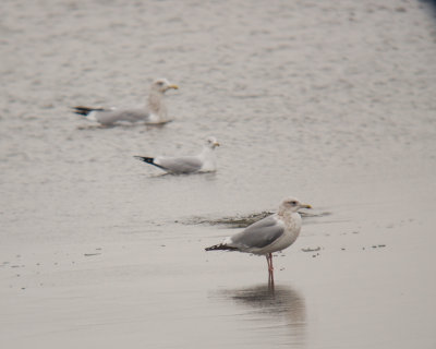 Thayer's Gull (third-cycle)