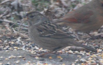 Golden-crowned Sparrow