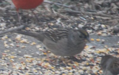 Golden-crowned Sparrow