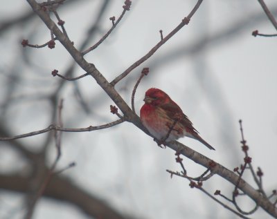 Purple Finch