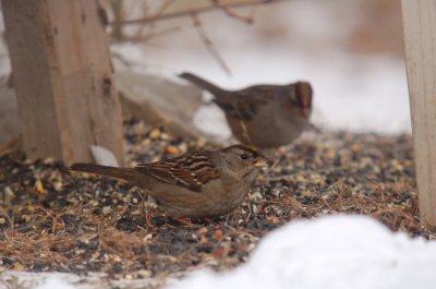 Golden-crowned Sparrow