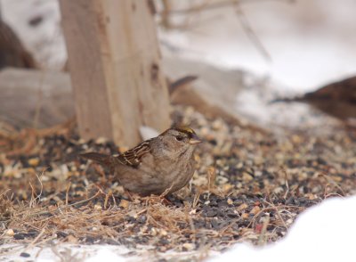 Golden-crowned Sparrow