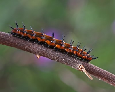Gulf Frittilary caterpillar.jpg