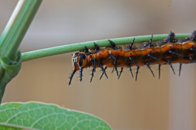 gulf frit caterpillar face .jpg