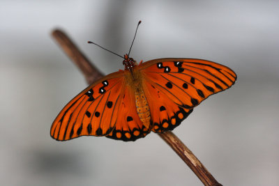 gulf frit dorsal .jpg
