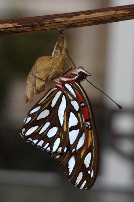 gulf frittillary on pupa case.jpg