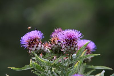 bee incoming.jpg