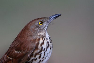Thrasher Profile.jpg