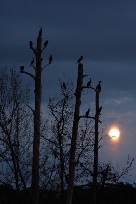 Cormorants at Sunset.jpg