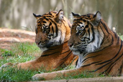 Tiger Pair.jpg