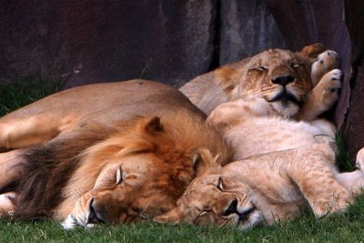 Snoozing Family.jpg