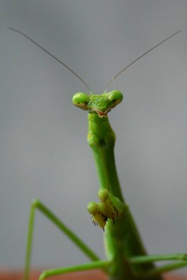 Cartoon Mantis.jpg