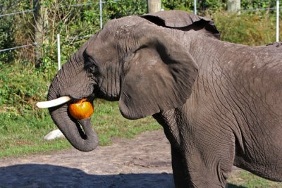 Pumpkin Elephant.jpg