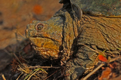 beautiful turtle w.jpg