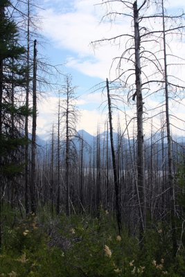 after the fire.JPG