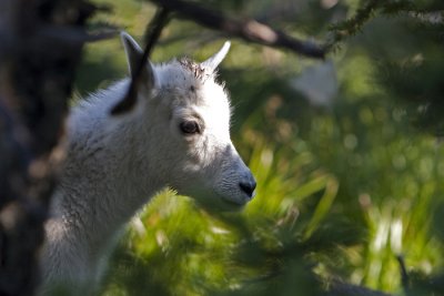 baby goat profile.jpg