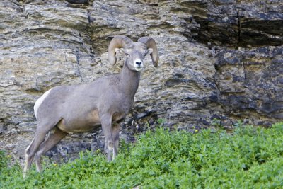 Bighorn posing.jpg