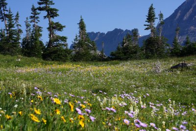 flower meadow.JPG