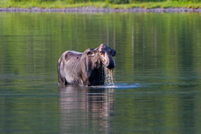 glacier 5 099.JPG