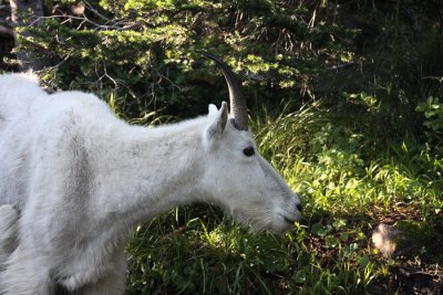 goat female profile.JPG