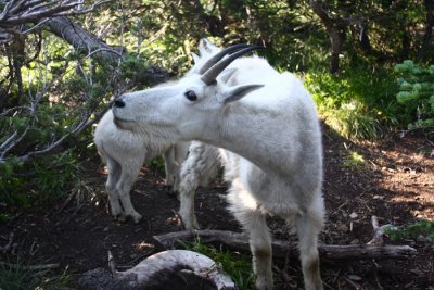 goat threat.JPG