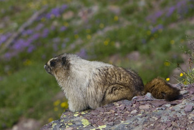 marmot overview.jpg