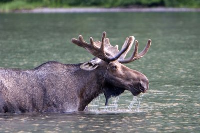 Moose profile.jpg