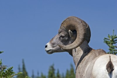 ram profile.jpg