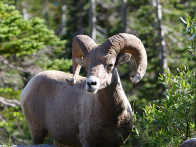 ram that look.JPG