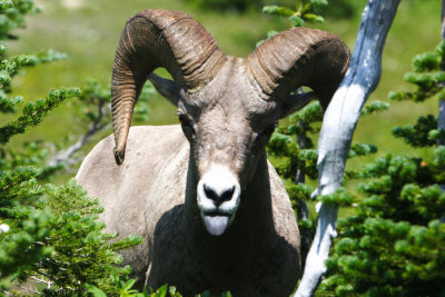 Ram tongue.JPG