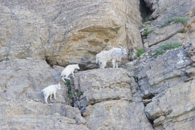 sheep family on hillside.JPG