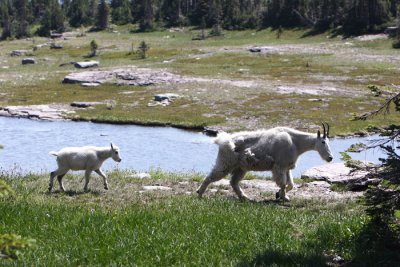 sheep pair.JPG