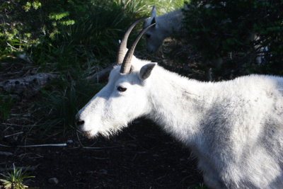 sipping goat.JPG