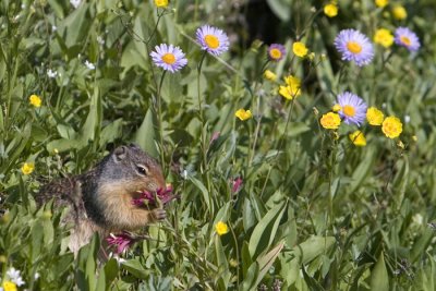 squirrel eating flowers.jpg