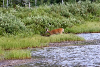 The buck that got away.JPG