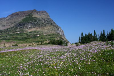 view + flower 2.JPG